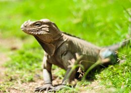 Small Iguana sitting in grass, Anamuya ranch, Dominican Republic