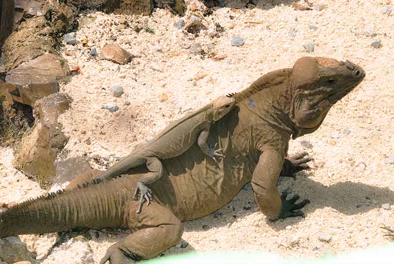 rock iguanas on Outback Ranch in Anamuya