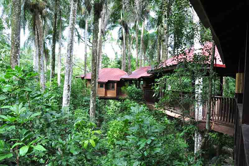 tree house in the middle of the jungle in barahona dominican republic